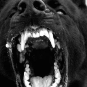 Meet your Posher, Dion